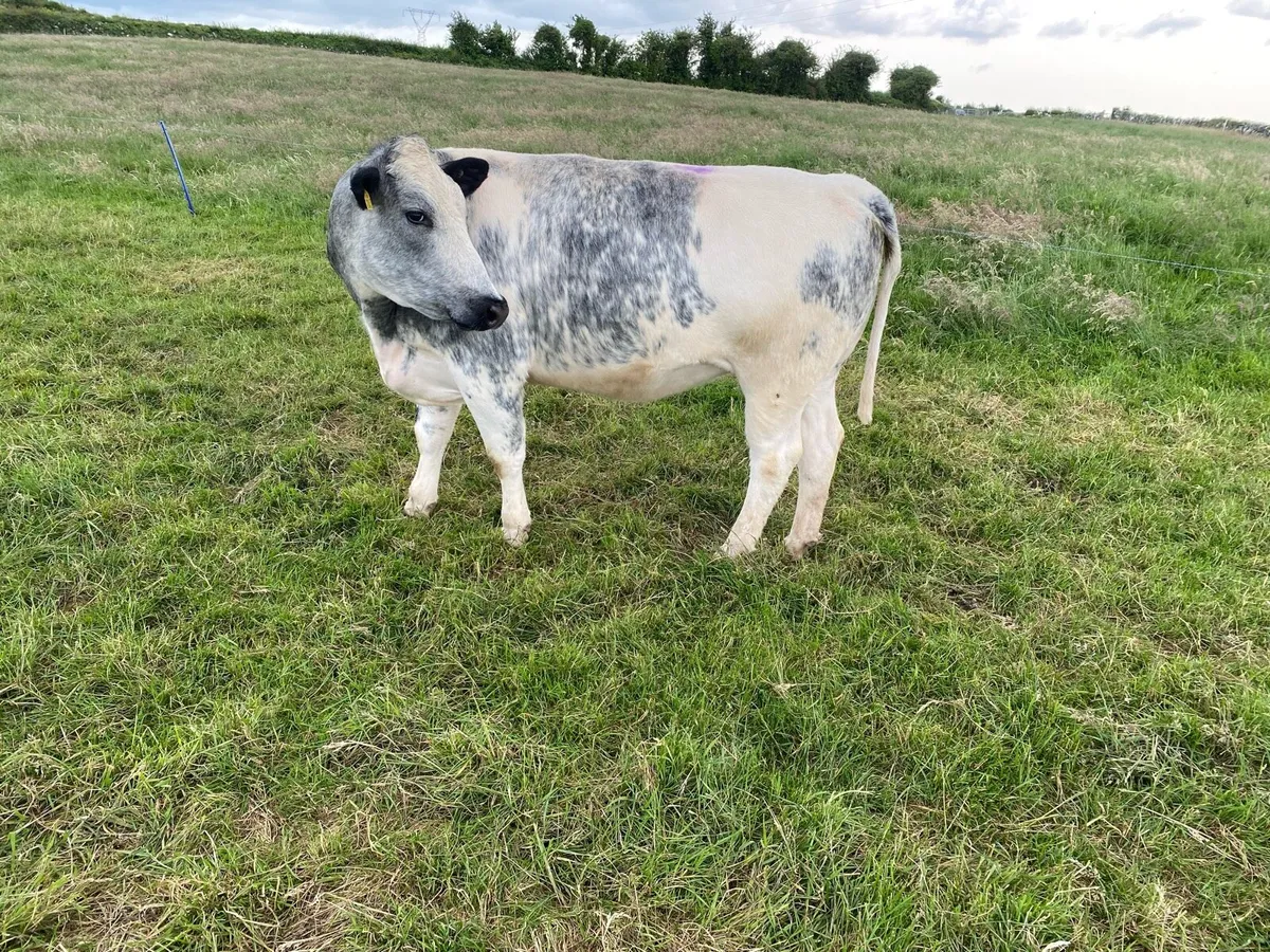 Incalf heifer - Image 2