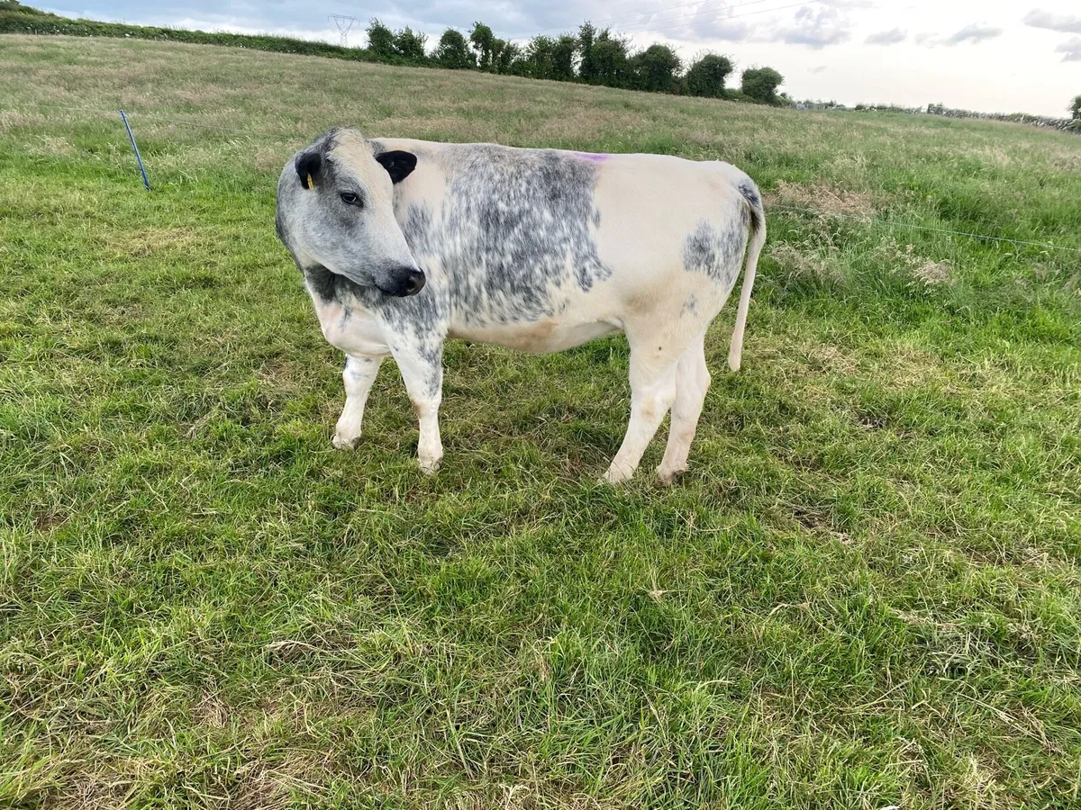 Incalf heifer - Image 3