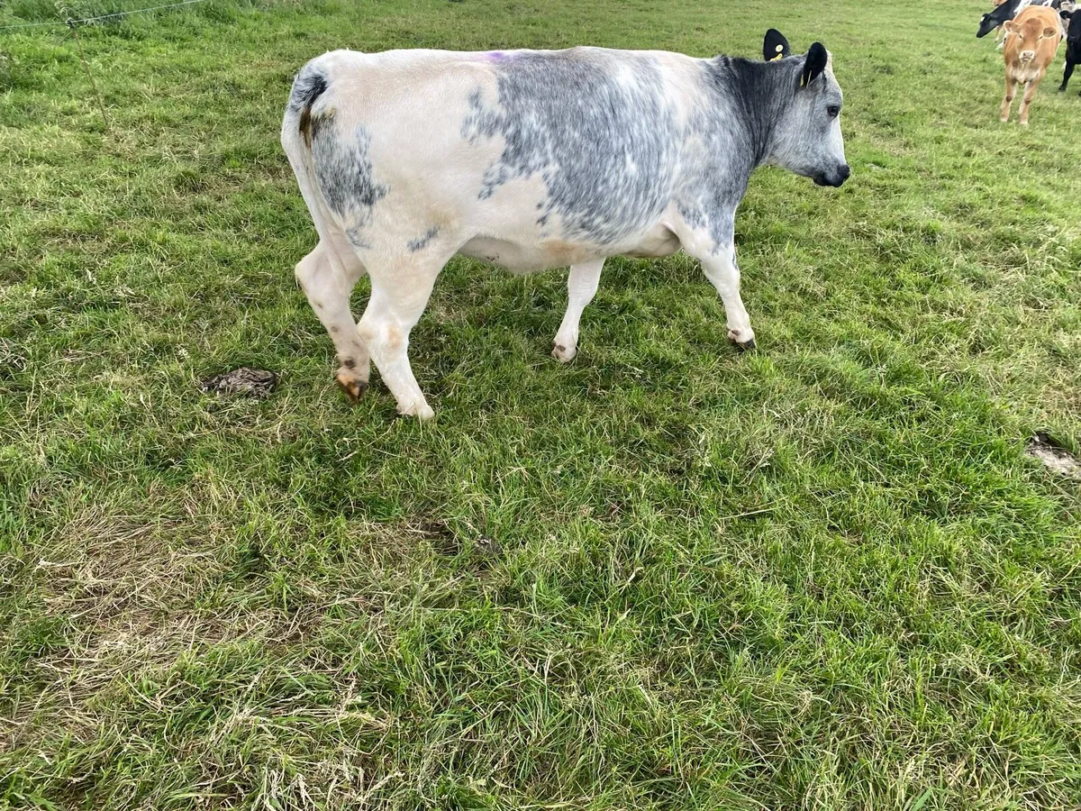 Incalf heifer - Image 4