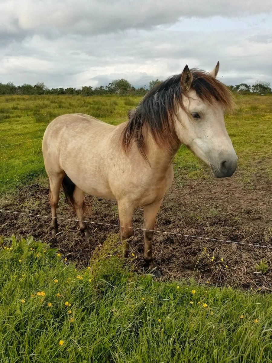 Dunn Connemara filly. - Image 3