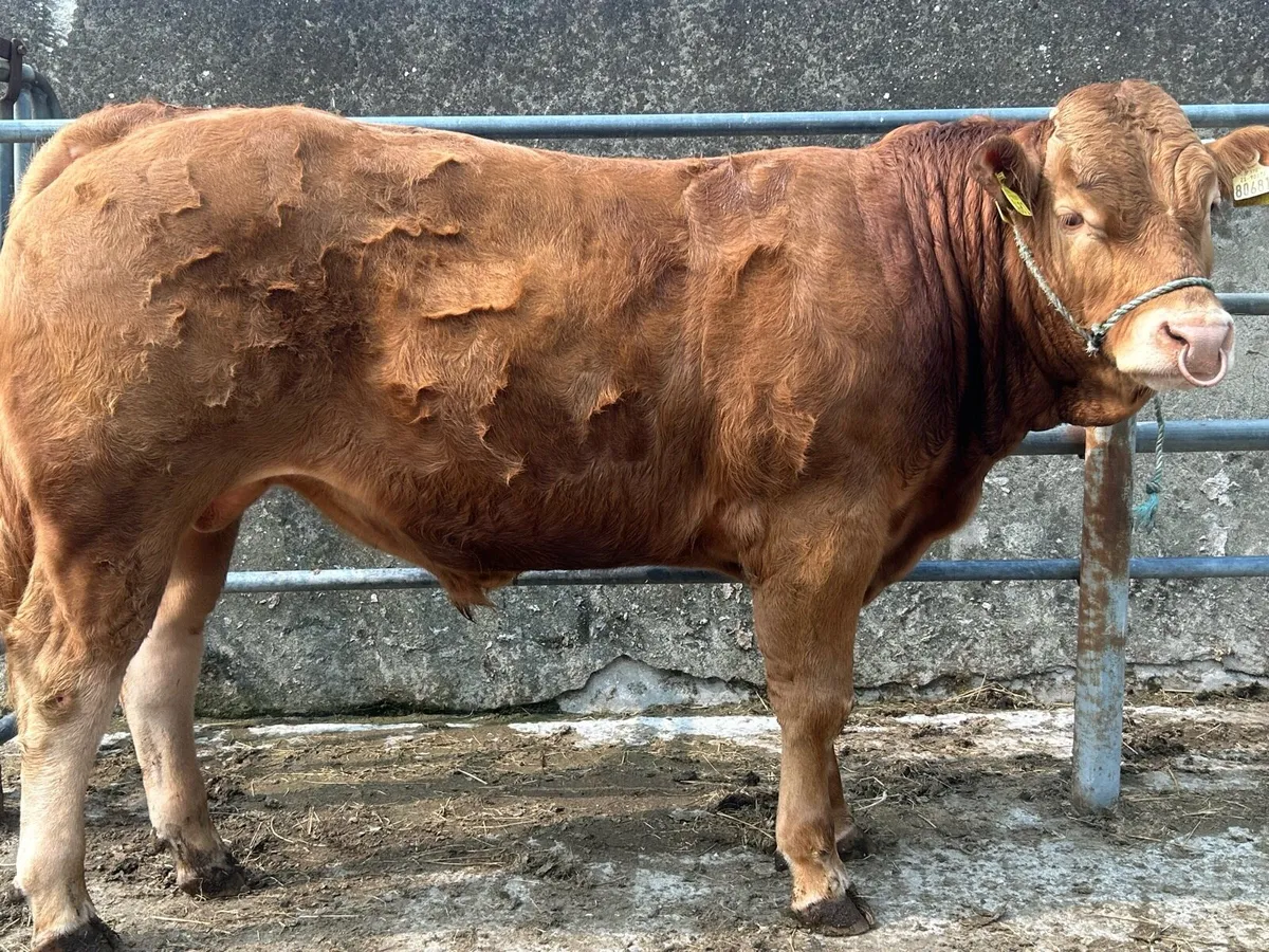 Limousine bulls - Image 1