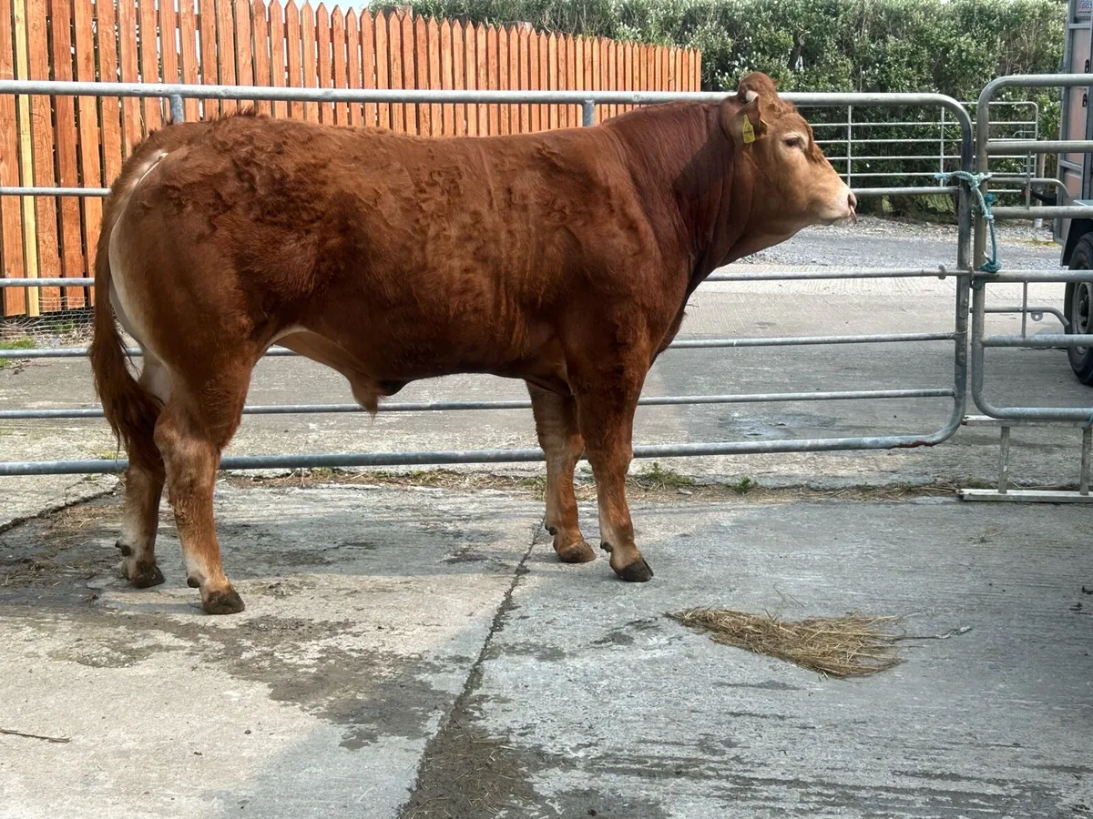 Limousine bulls - Image 2