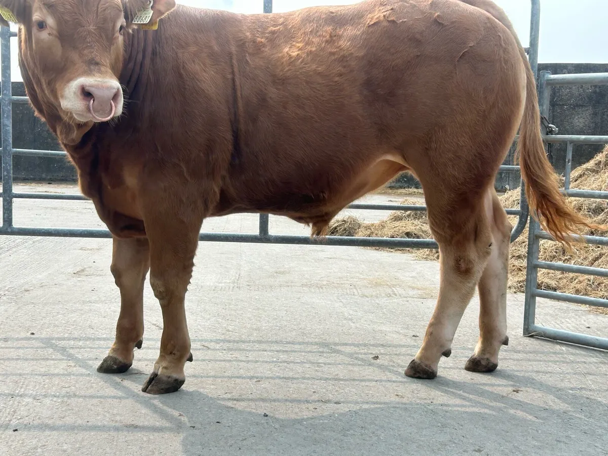 Limousine bulls - Image 3