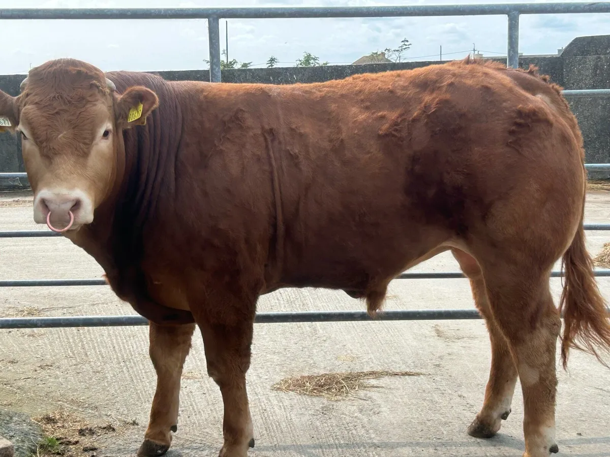 Limousine bulls - Image 4
