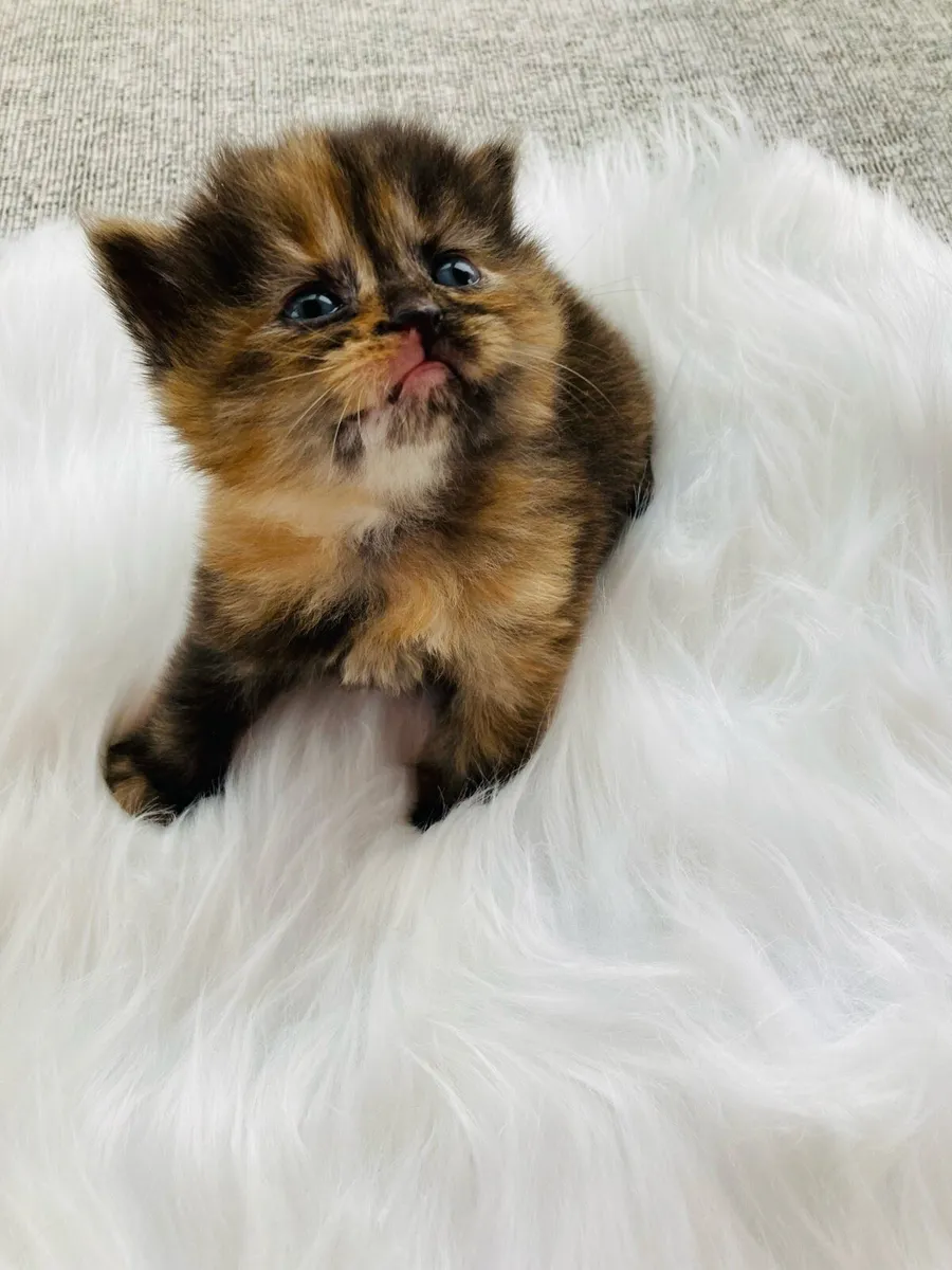British Long Hair X Kittens - Image 1