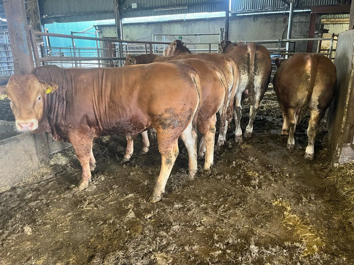 Pedigree Limousin bulls - Image 1