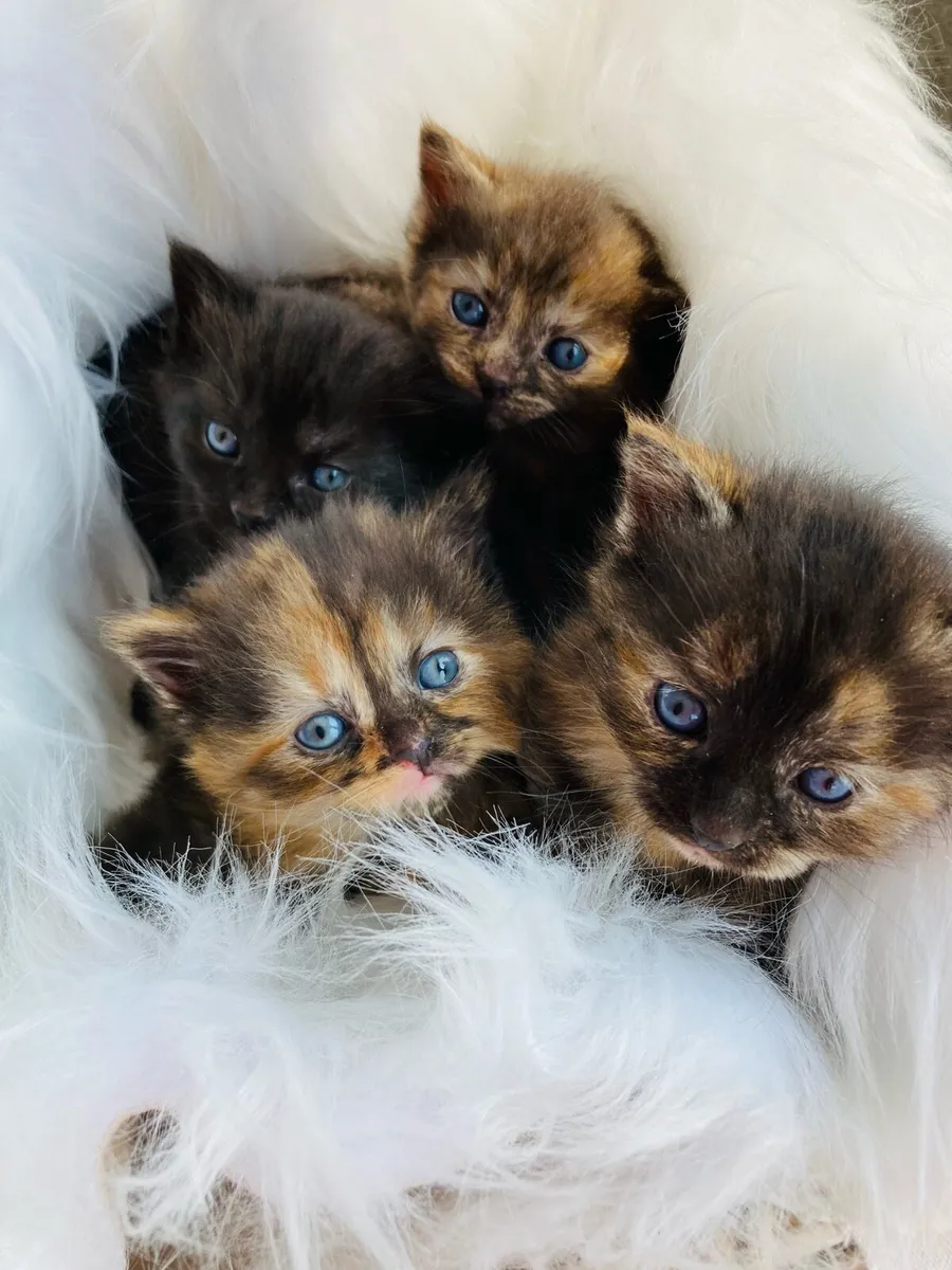 British Long Hair X Kittens - Image 2