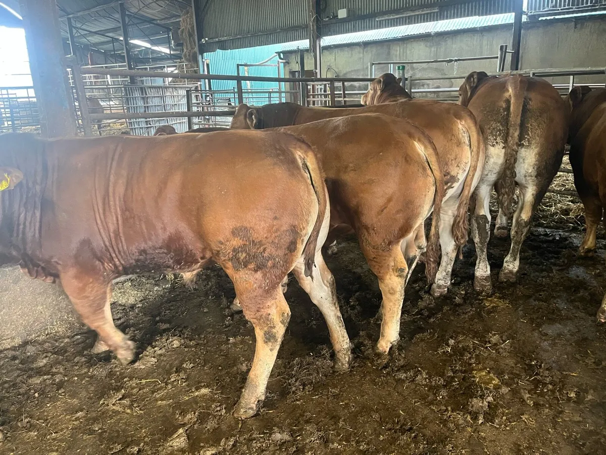 Pedigree Limousin bulls - Image 2