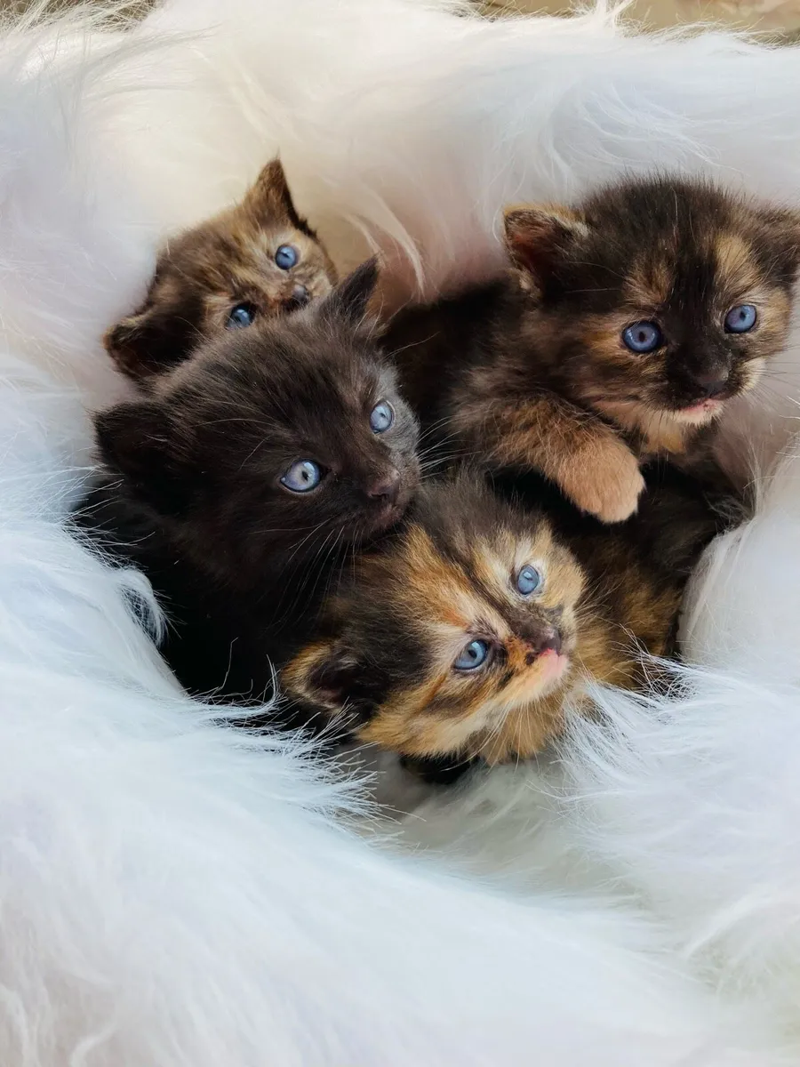 British Long Hair X Kittens - Image 3