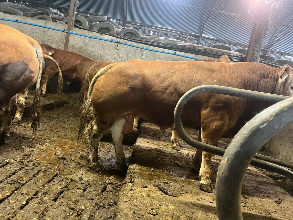Pedigree Limousin bulls - Image 3
