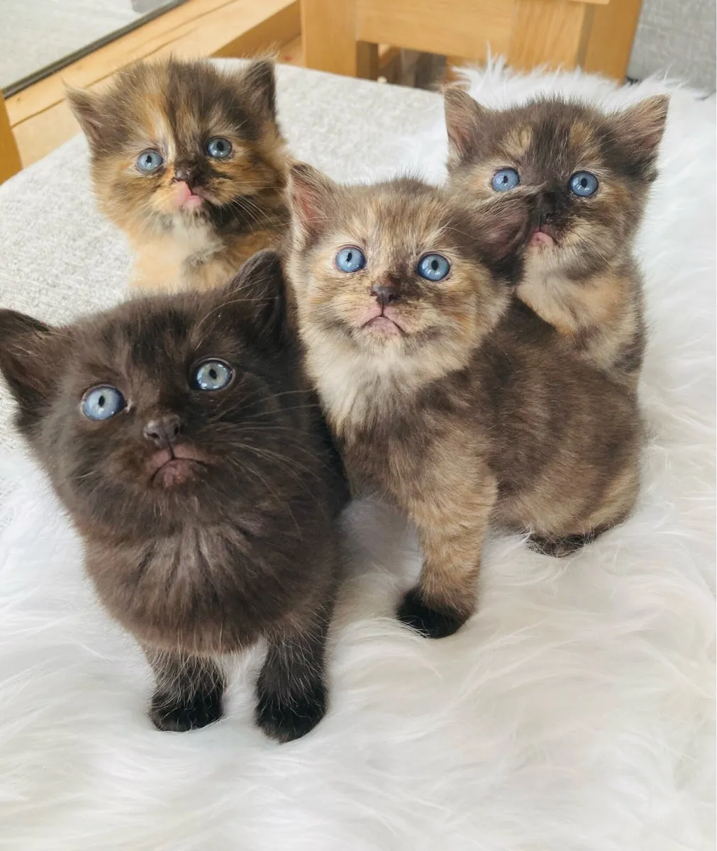 British Long Hair X Kittens - Image 4