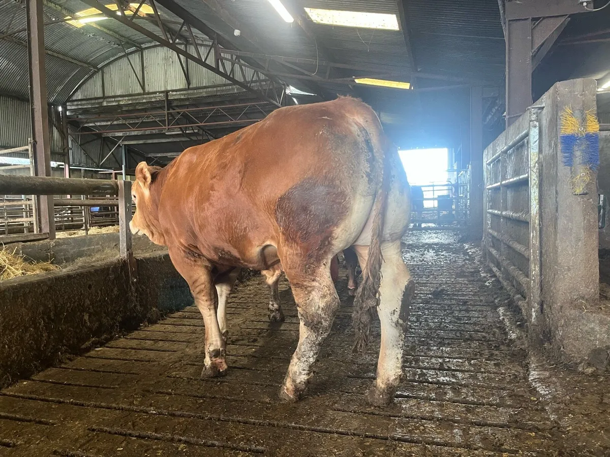 Pedigree Limousin bulls - Image 4