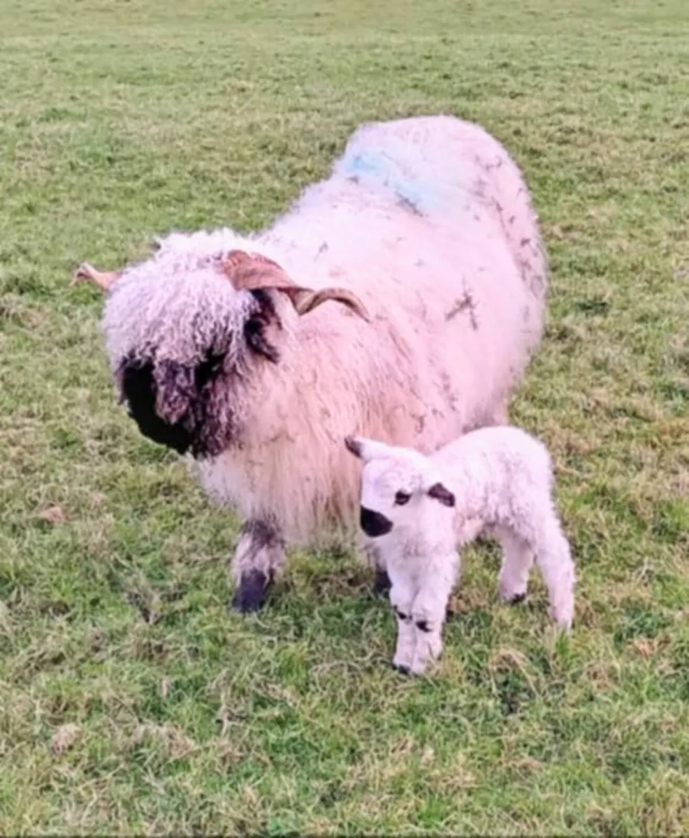 Pedigree Valais Blacknose ewe - Image 3