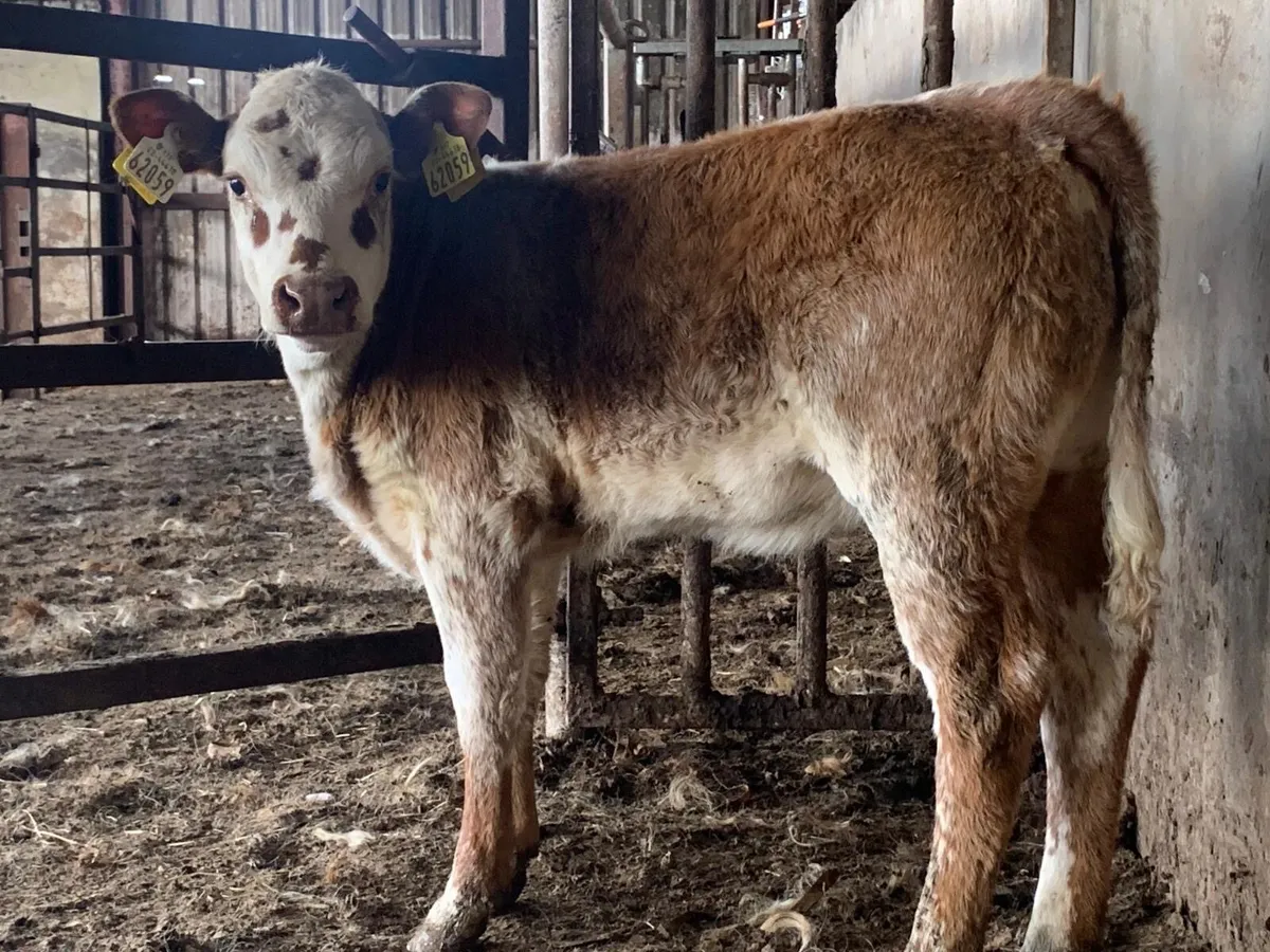 Smashing Roan Heifer Calf - Image 1
