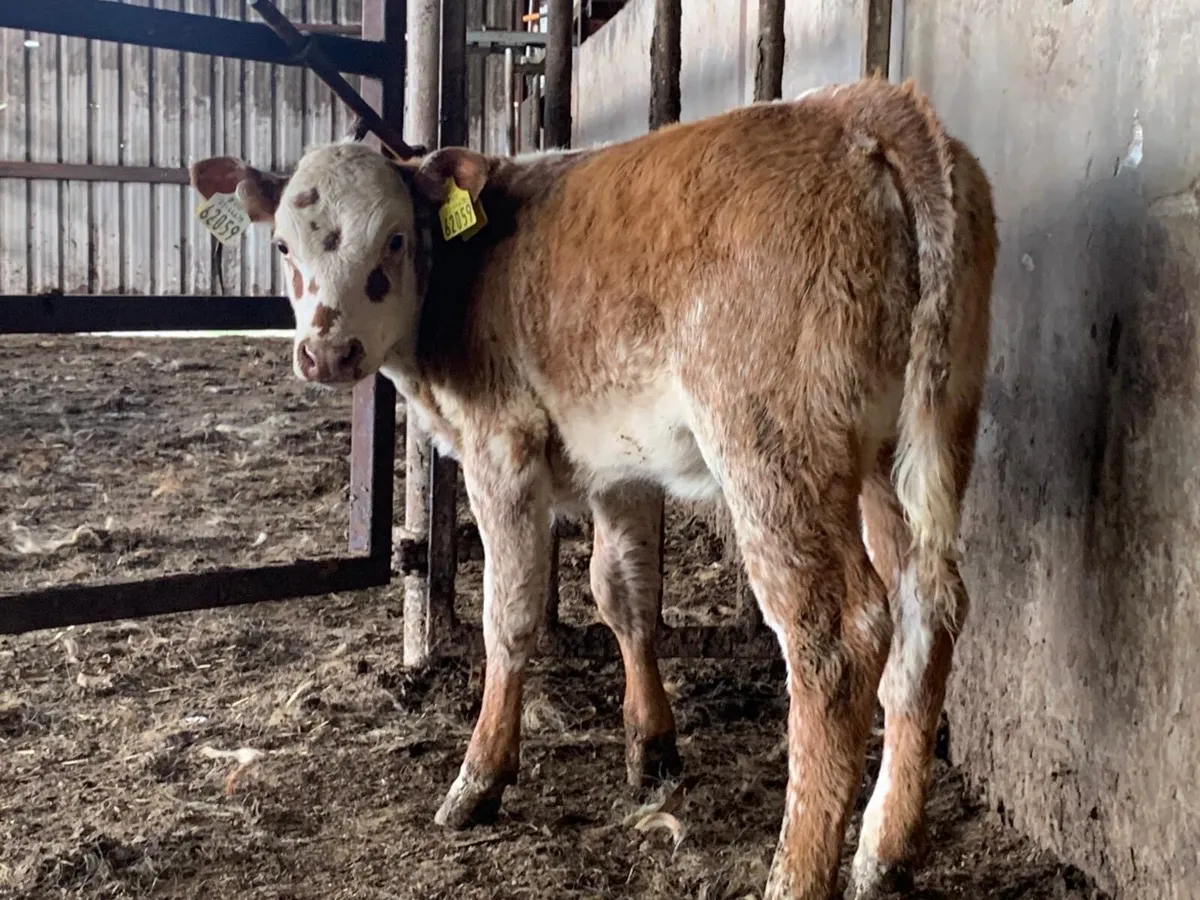 Smashing Roan Heifer Calf - Image 3