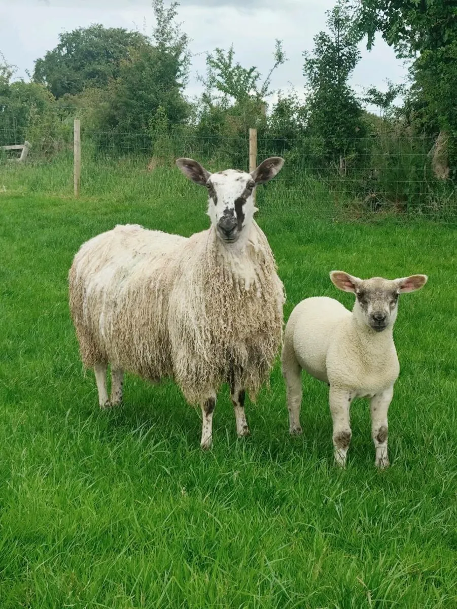 Sheep - Image 1