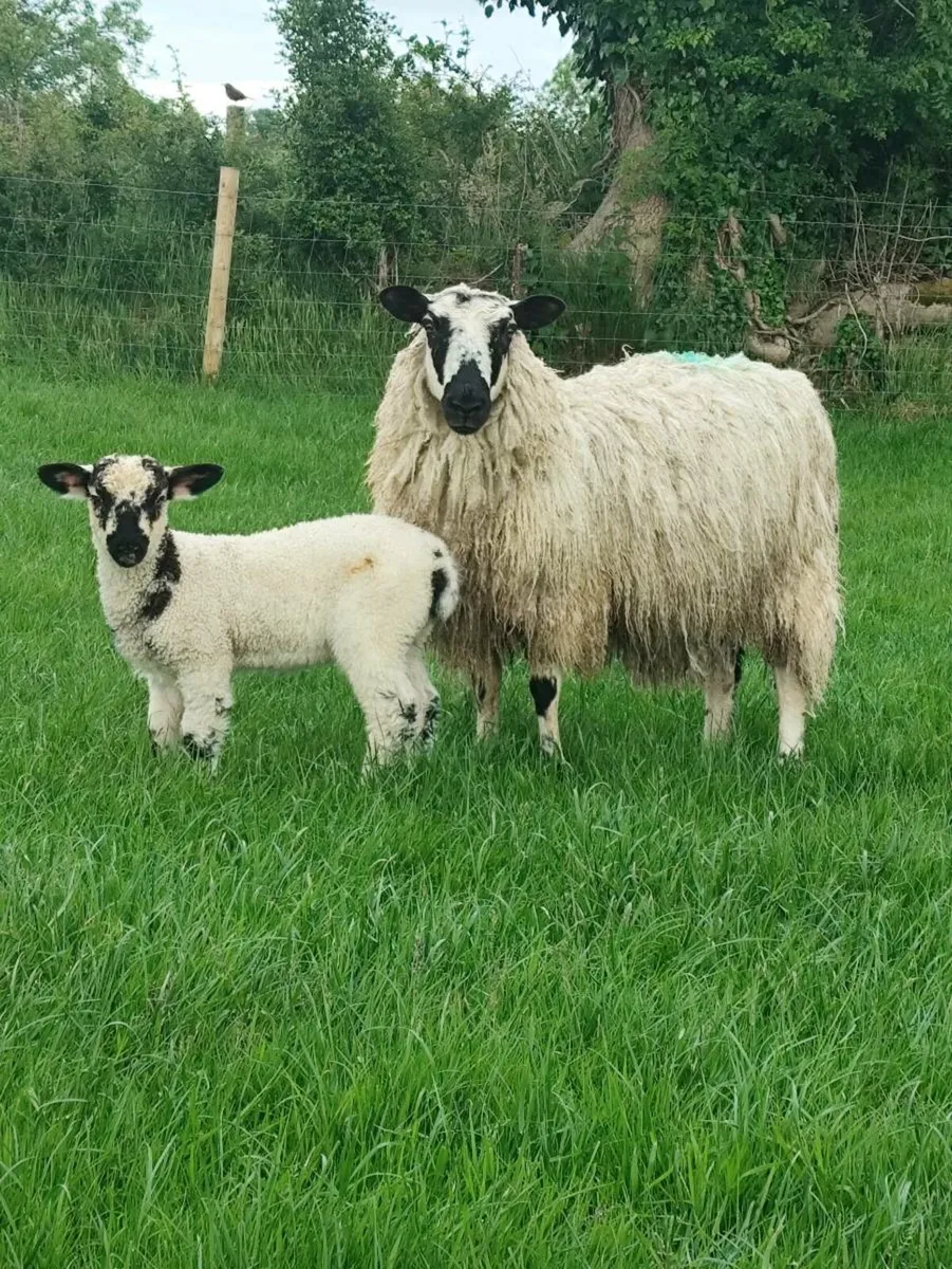 Sheep - Image 3