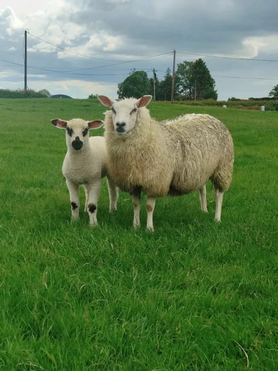 Sheep - Image 4