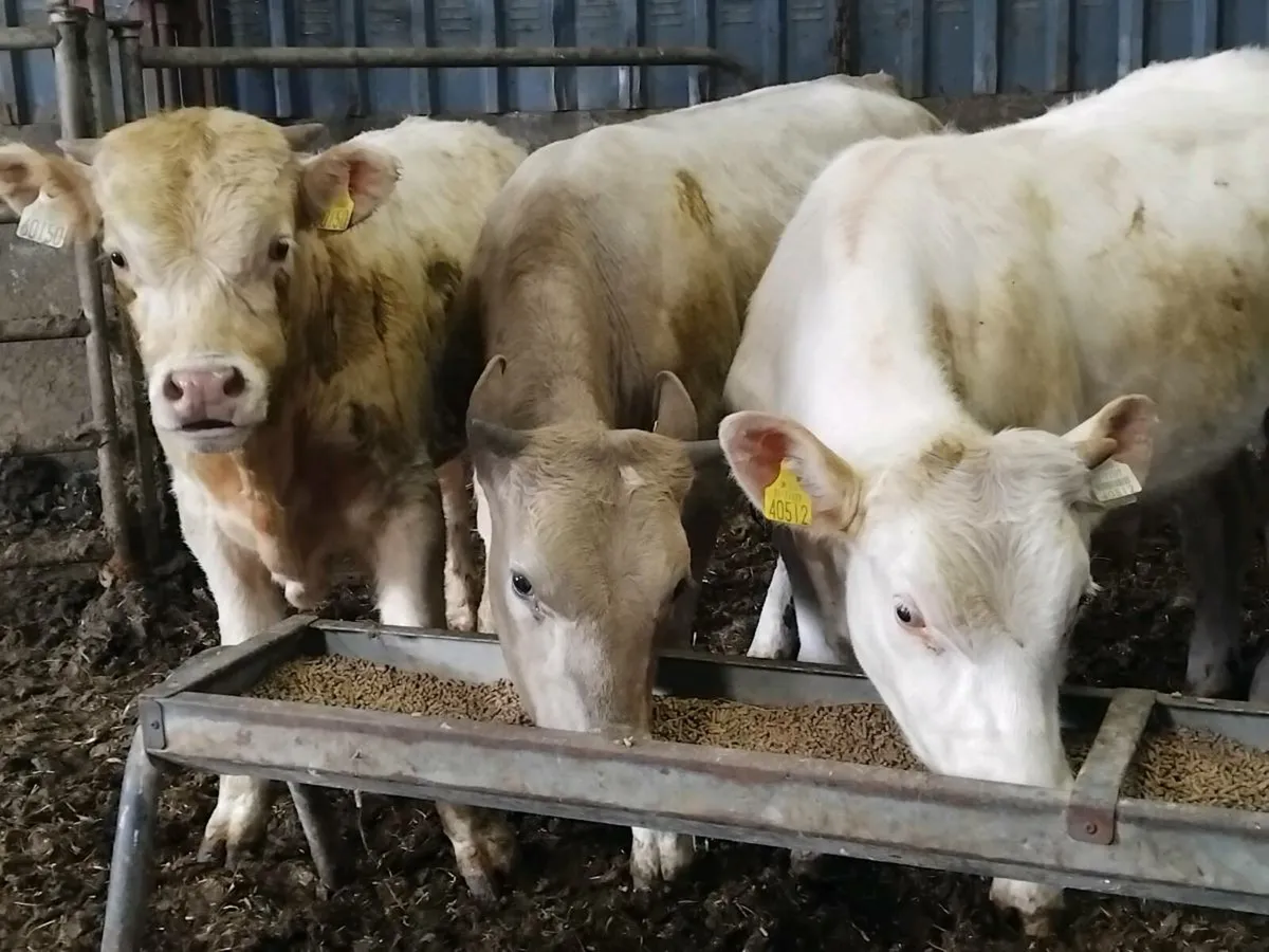 3 Charolais Bull Weanlings - Image 3