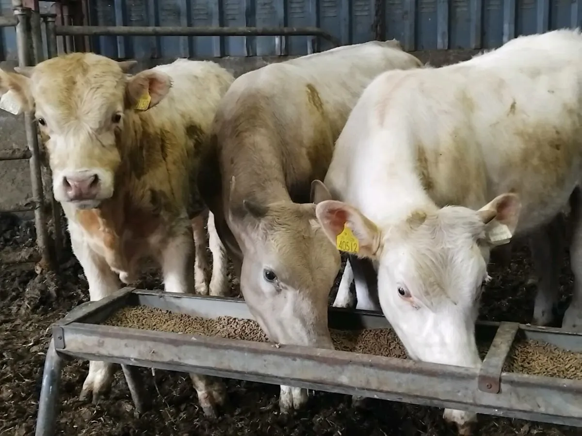 3 Charolais Bull Weanlings - Image 4