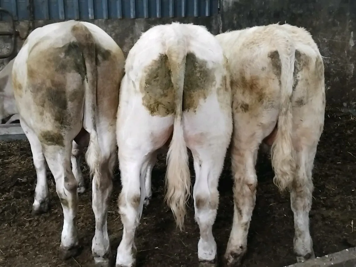 3 Charolais Bull Weanlings - Image 2