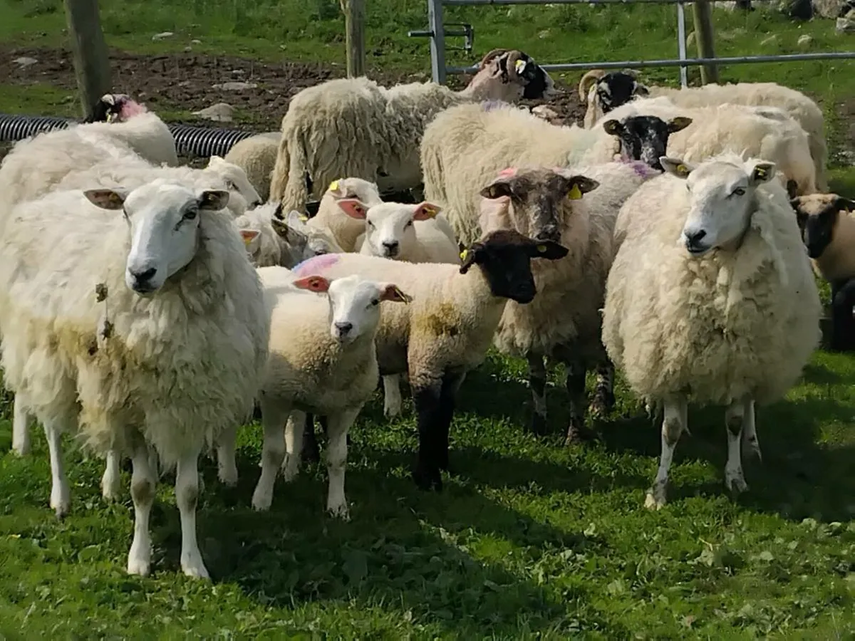 Ewes & Lambs - Image 1