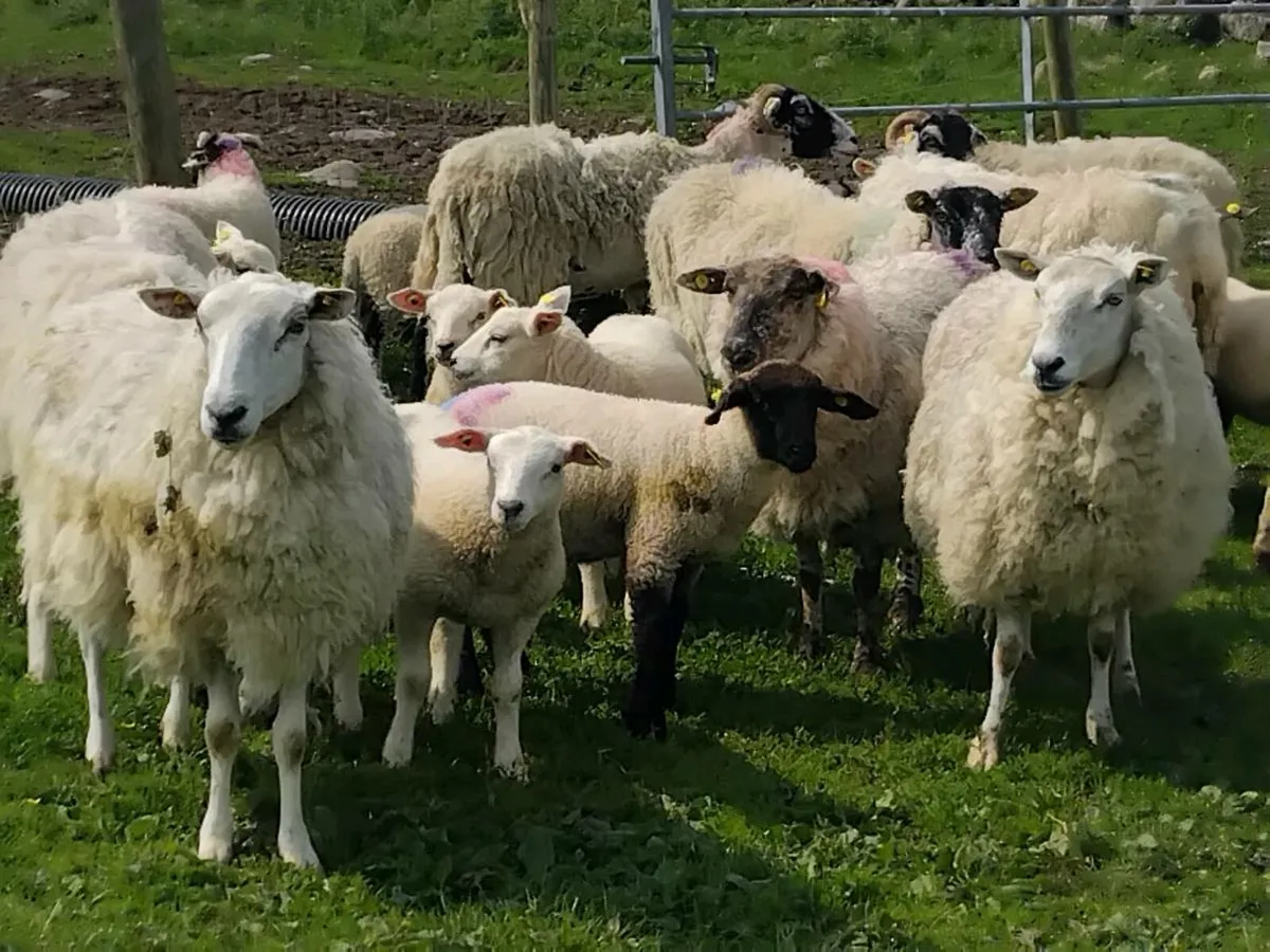 Ewes & Lambs - Image 2