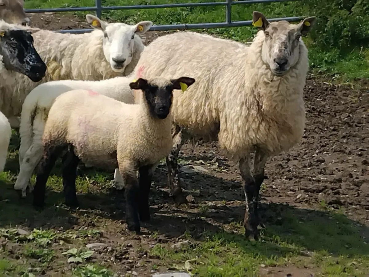 Ewes & Lambs - Image 3
