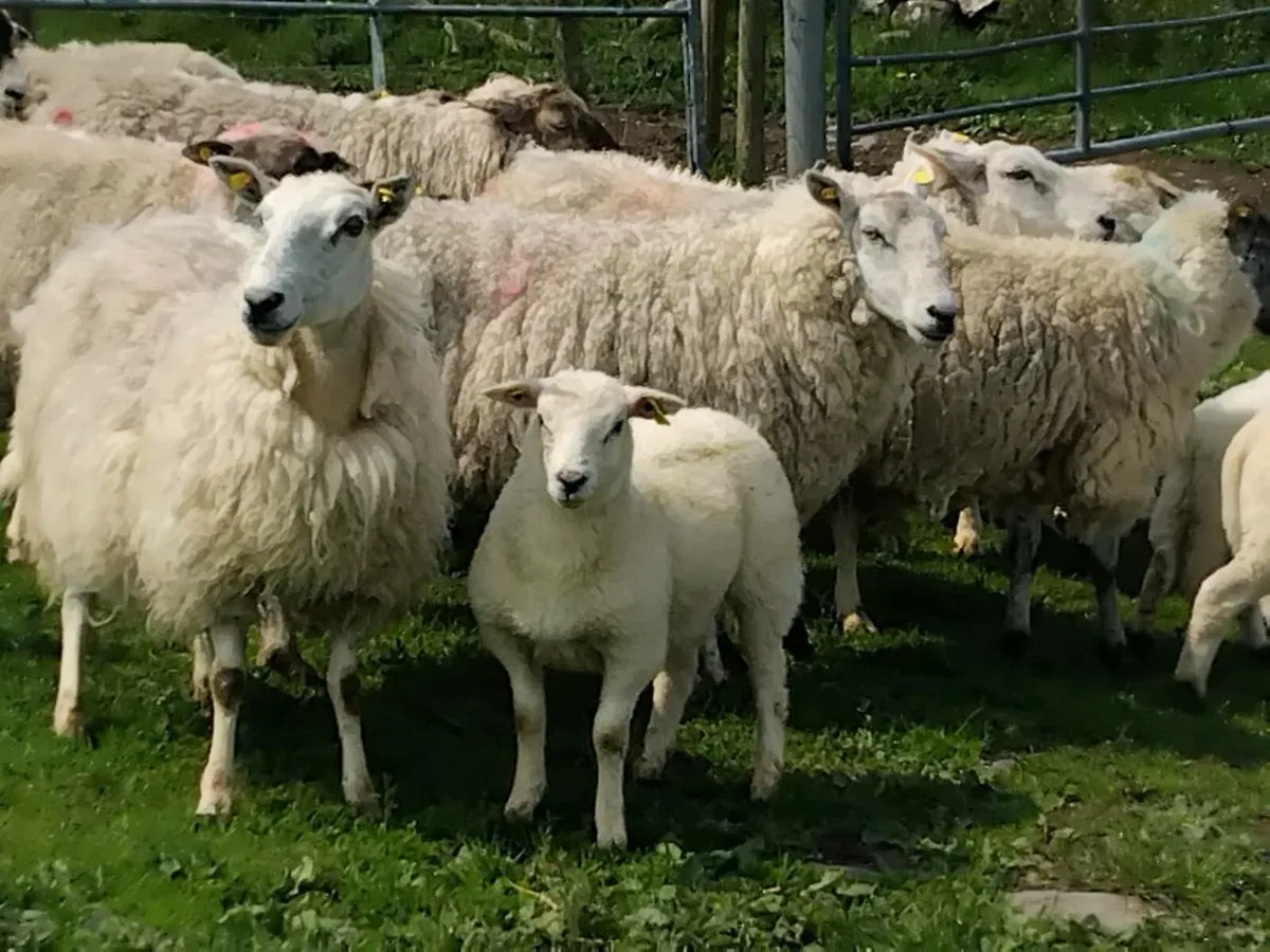 Ewes & Lambs - Image 4