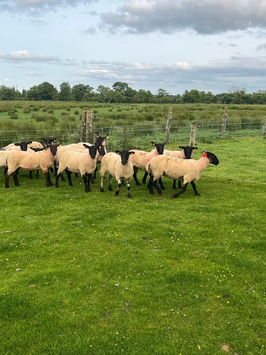 💥20 outstanding Suffolk ewe hoggets 💥 - Image 1
