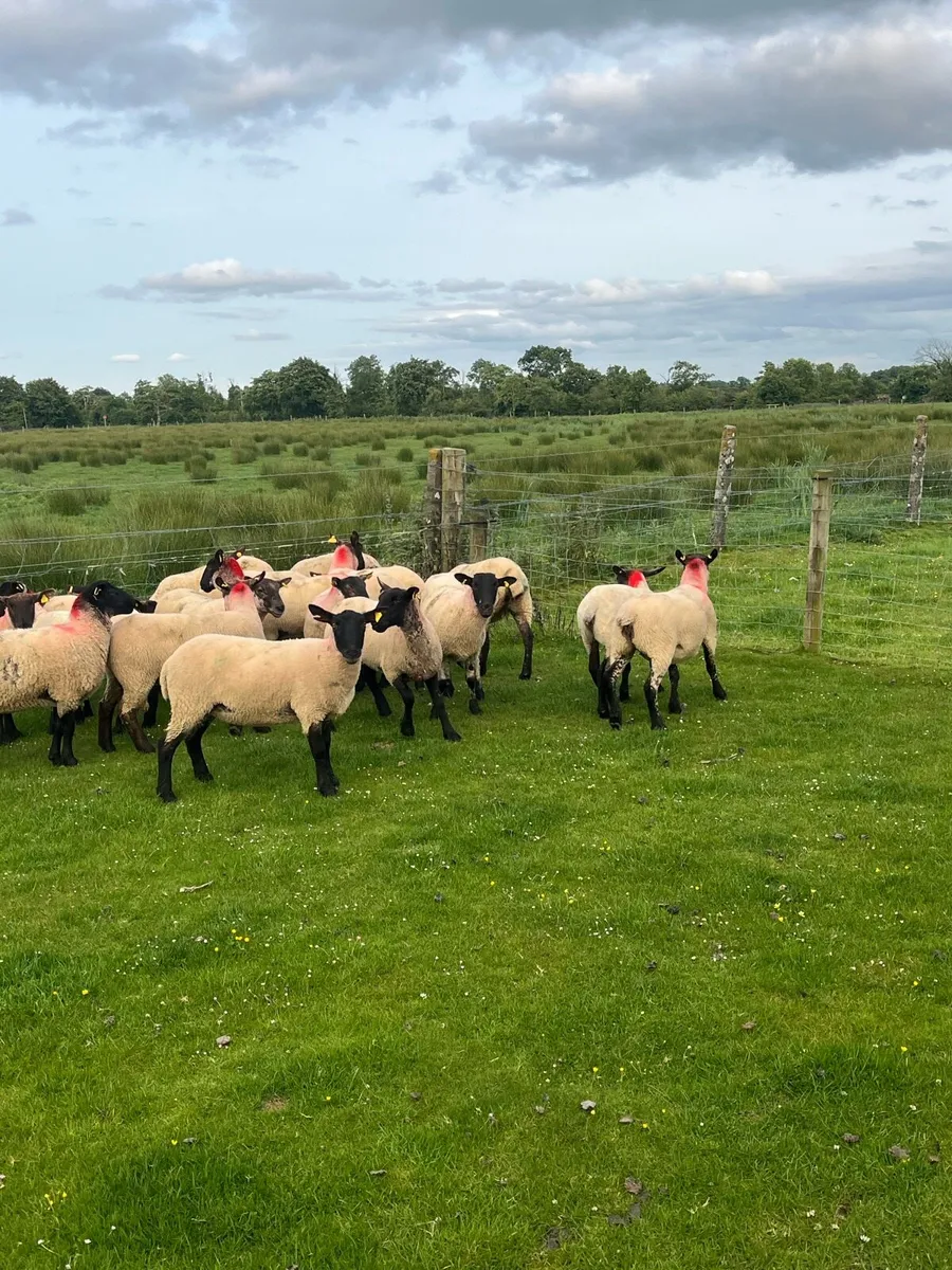 💥20 outstanding Suffolk ewe hoggets 💥 - Image 2
