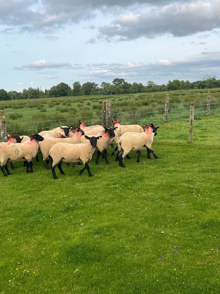 💥20 outstanding Suffolk ewe hoggets 💥 - Image 3