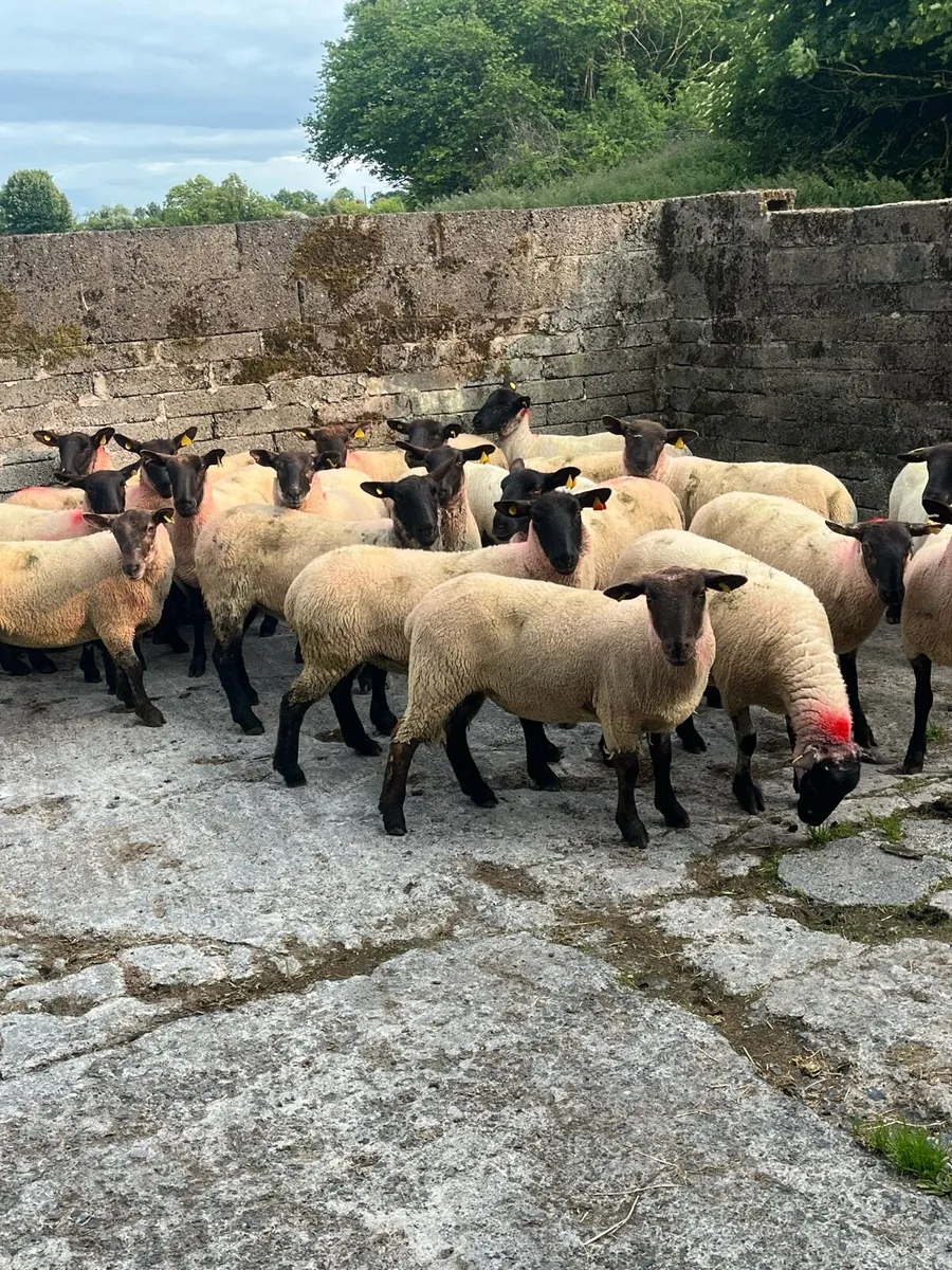 💥20 outstanding Suffolk ewe hoggets 💥 - Image 4