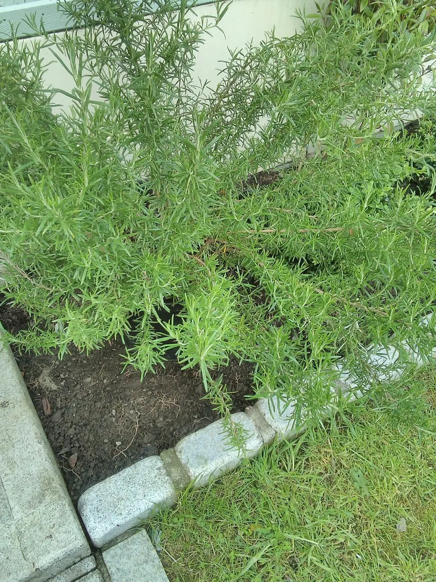 Large rosemary plant