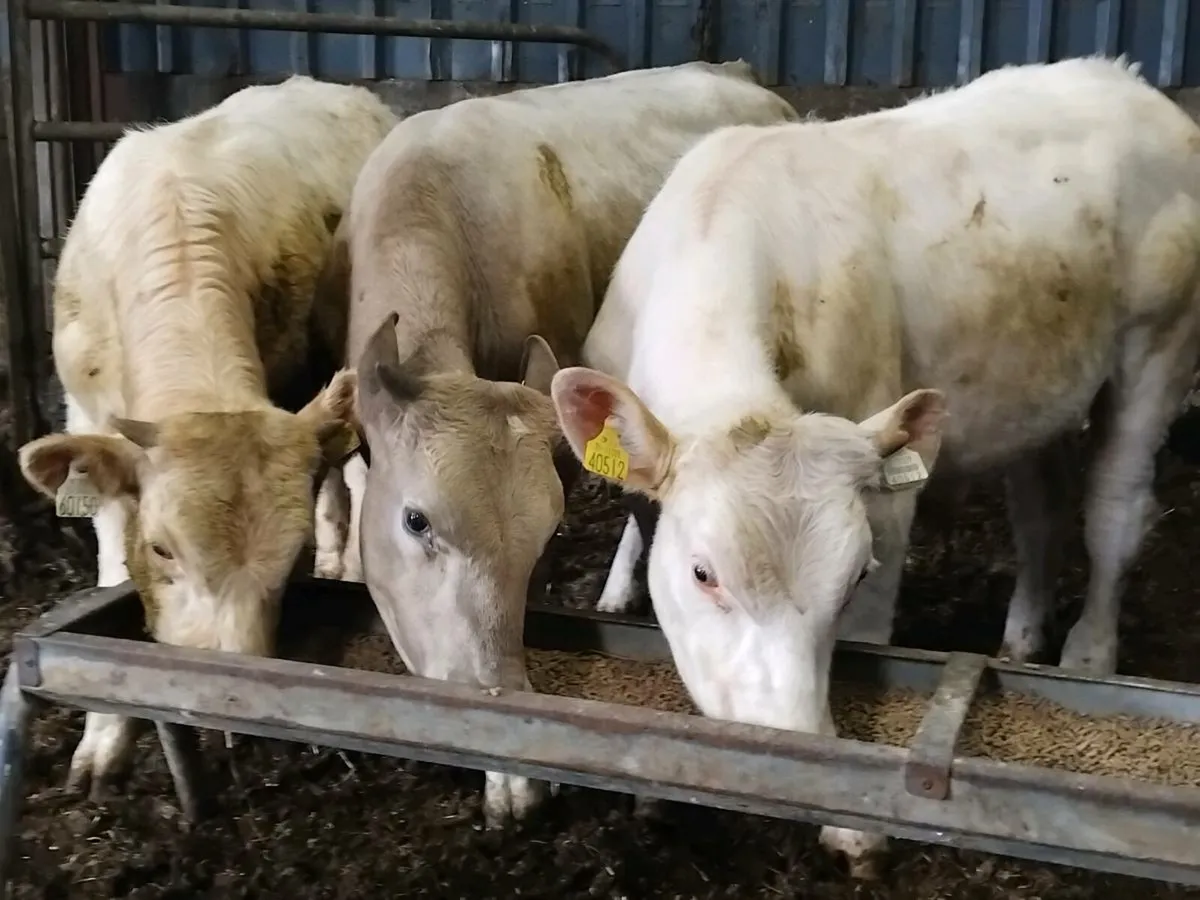 3 Charolais Bull Weanlings - Image 1