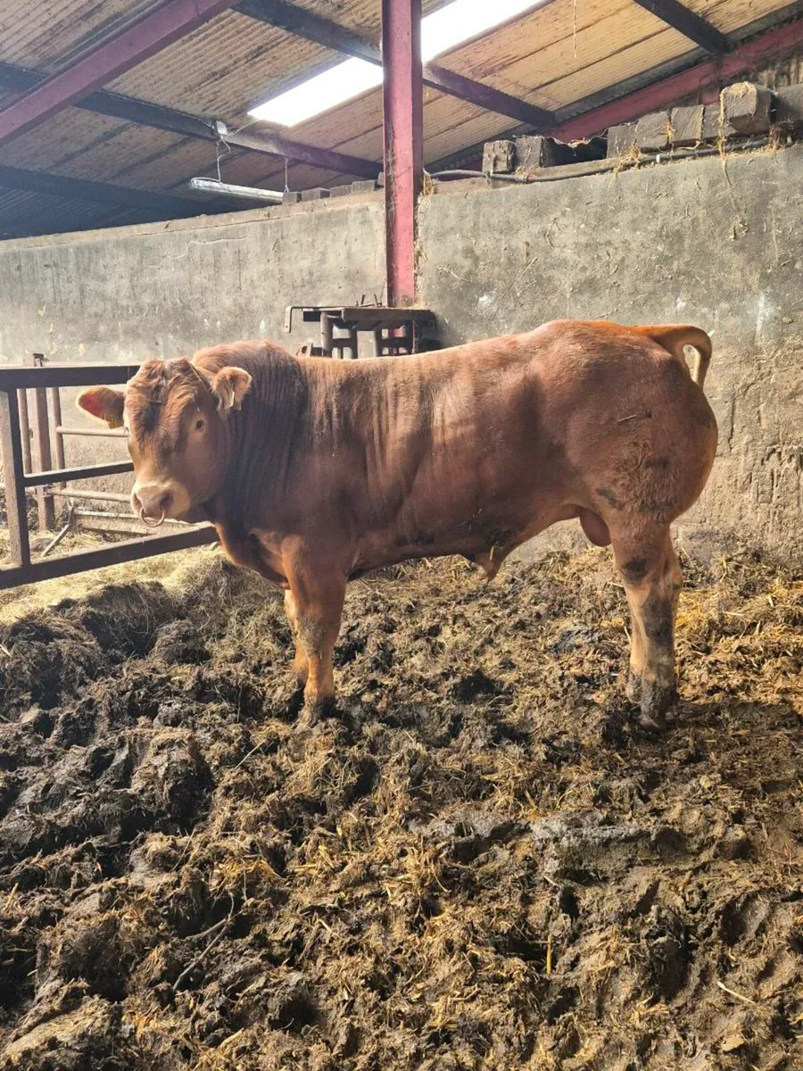 Limousin bull - Image 1