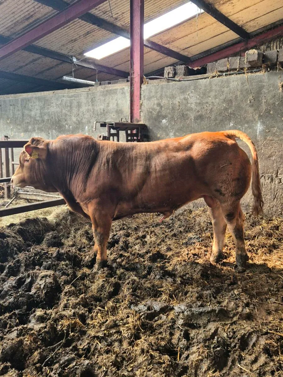 Limousin bull - Image 2