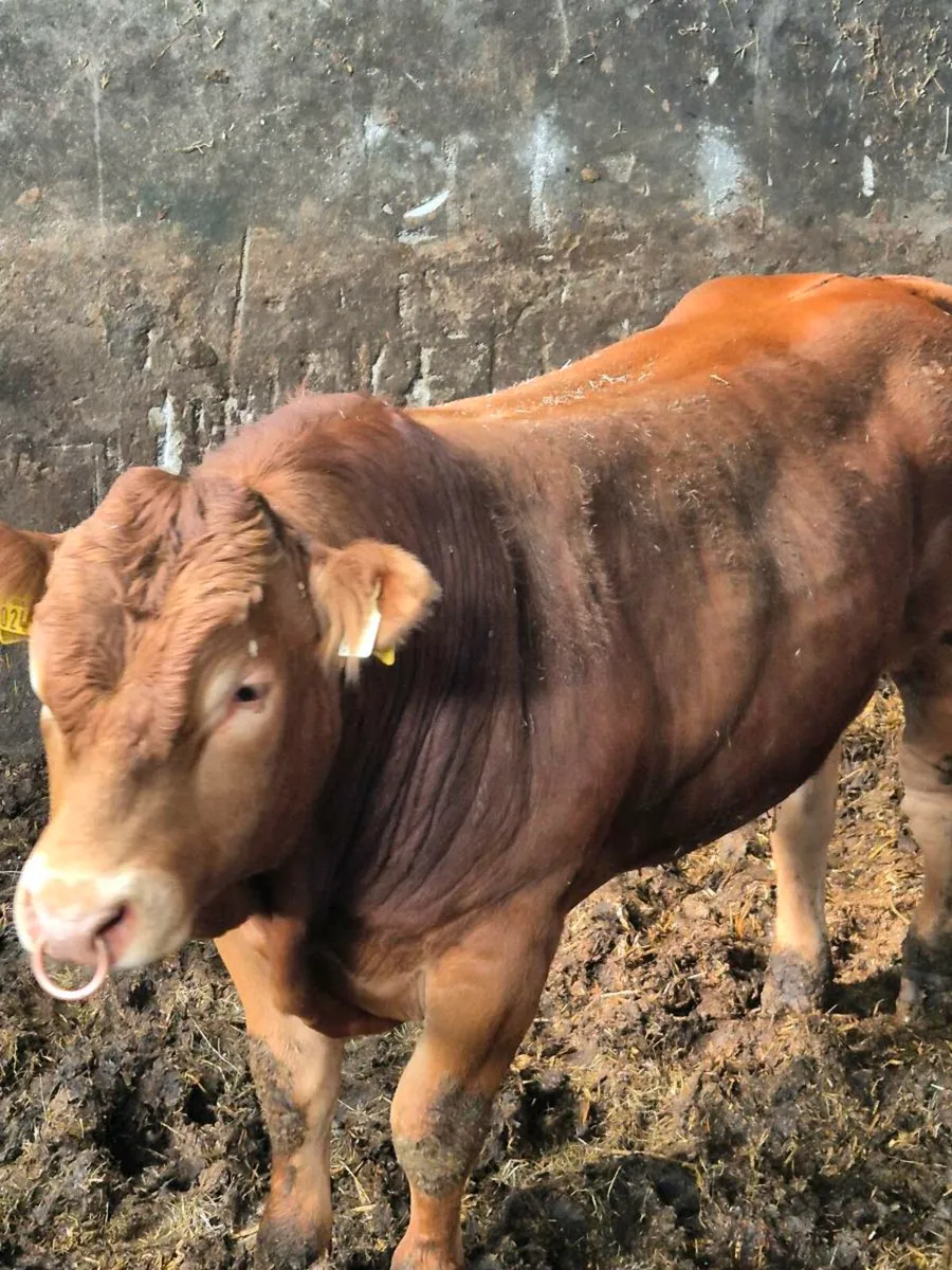 Limousin bull - Image 3