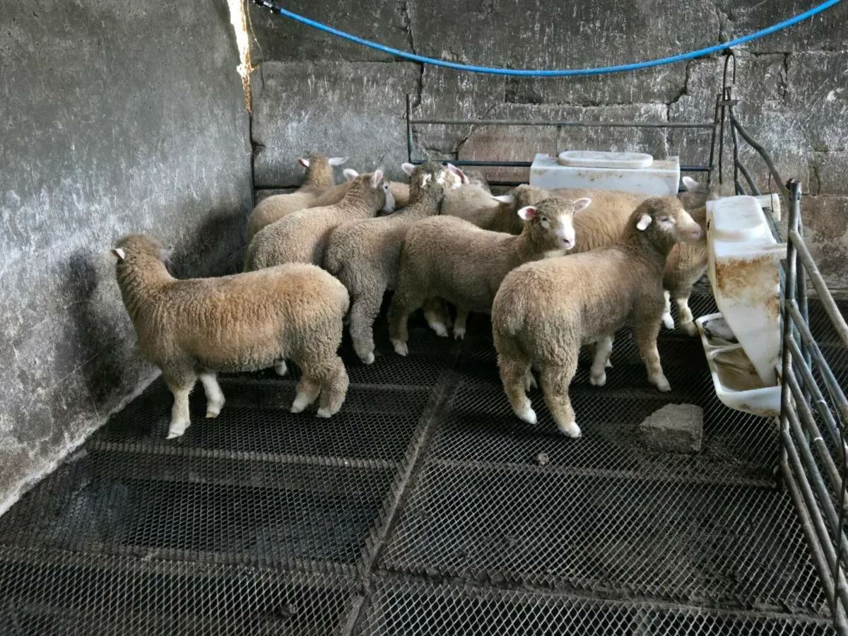 PBNR Dorset Ewe lambs - Image 1