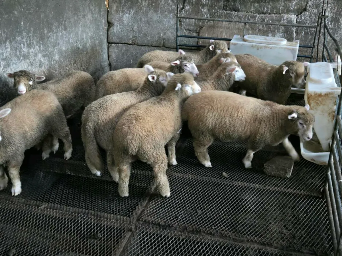 PBNR Dorset Ewe lambs - Image 2