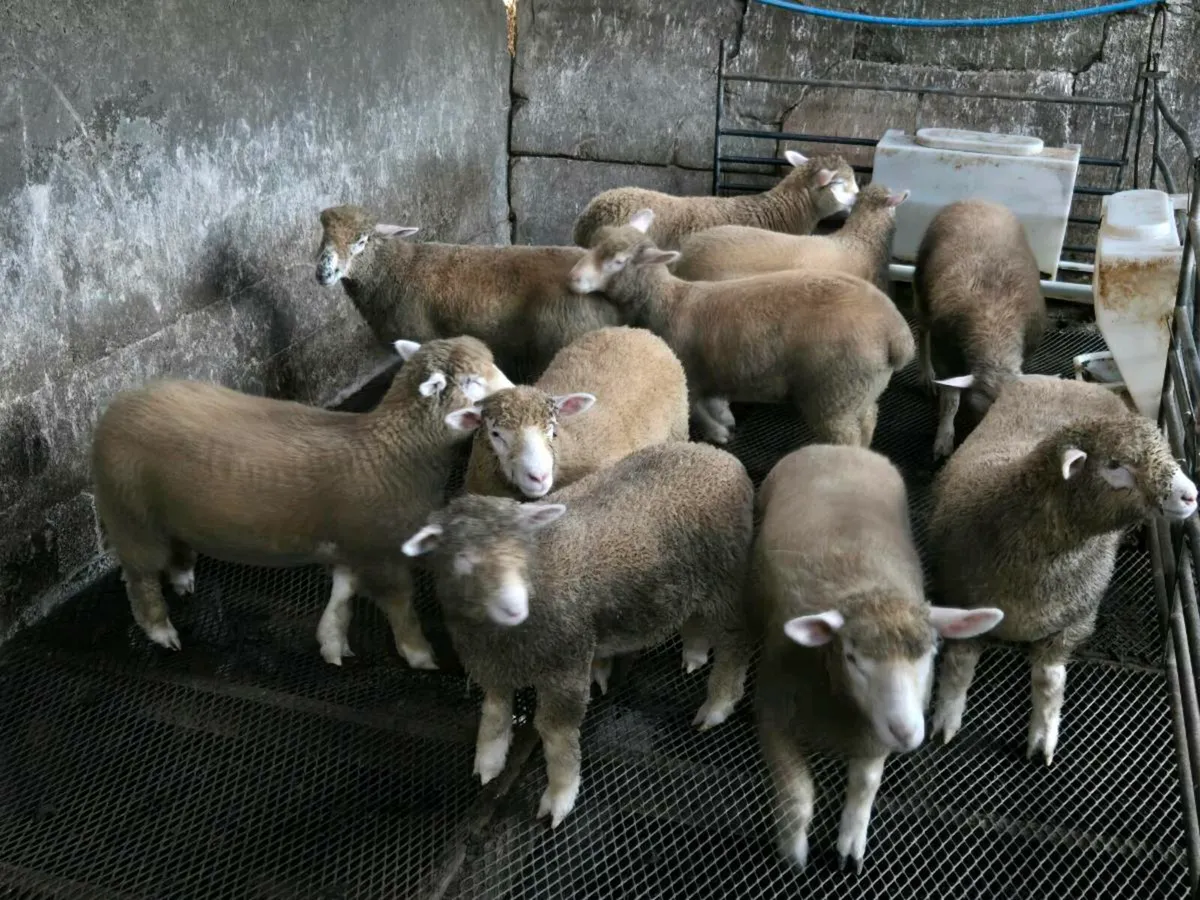 PBNR Dorset Ewe lambs - Image 3
