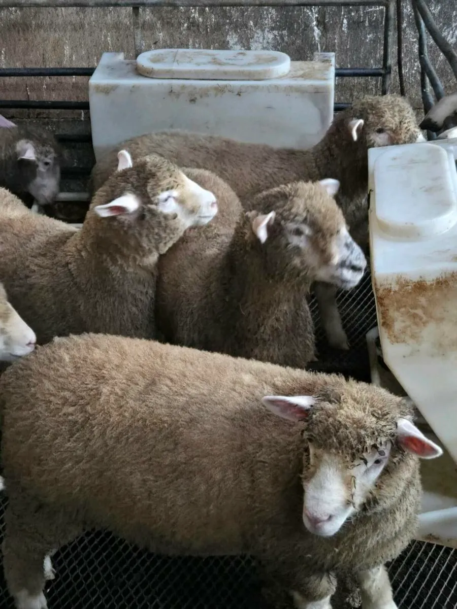 PBNR Dorset Ewe lambs - Image 4
