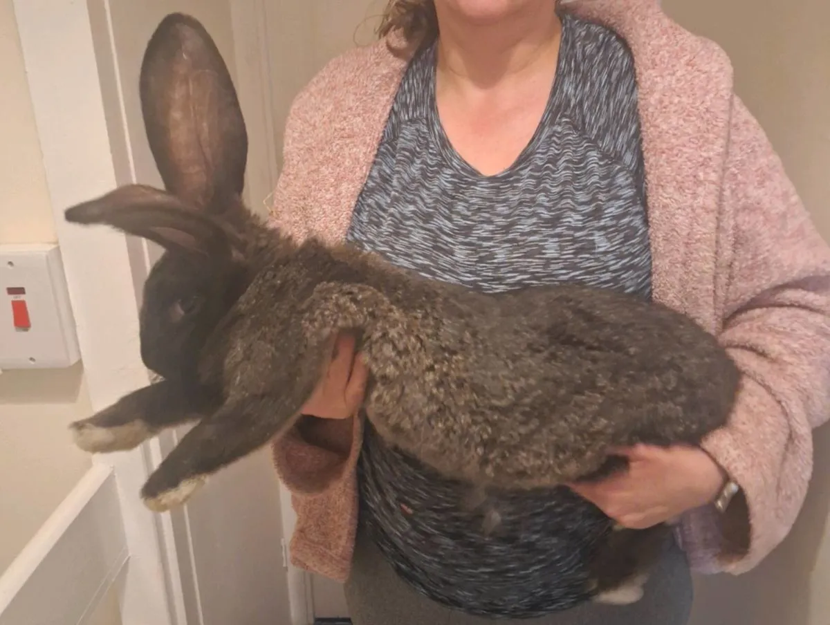 Giant rabbits - Image 4