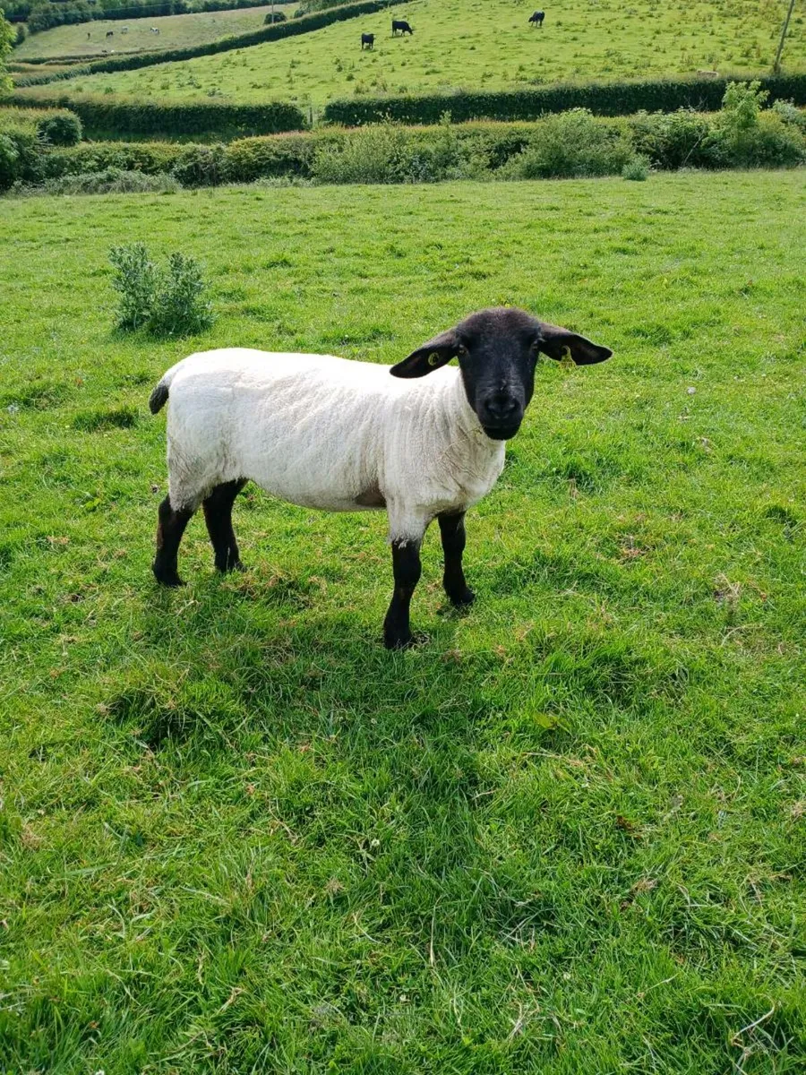 Suffolk hoggets for breeding also dorset ram - Image 1