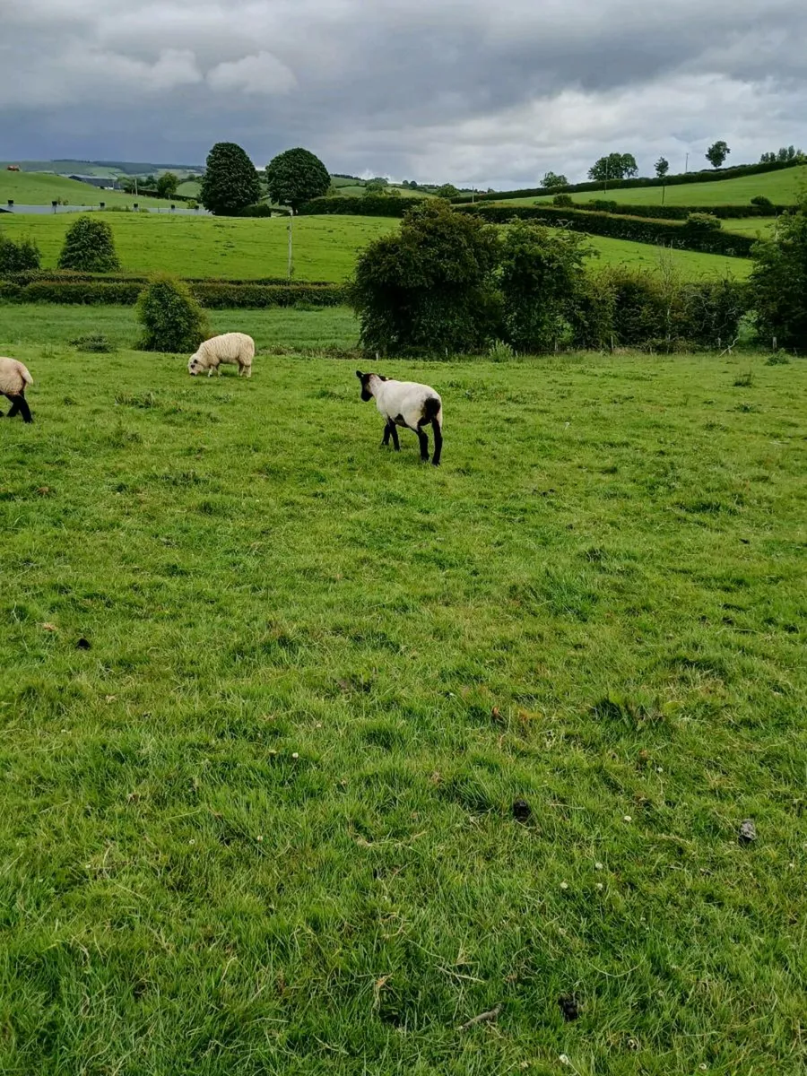 Suffolk hoggets for breeding also dorset ram - Image 3