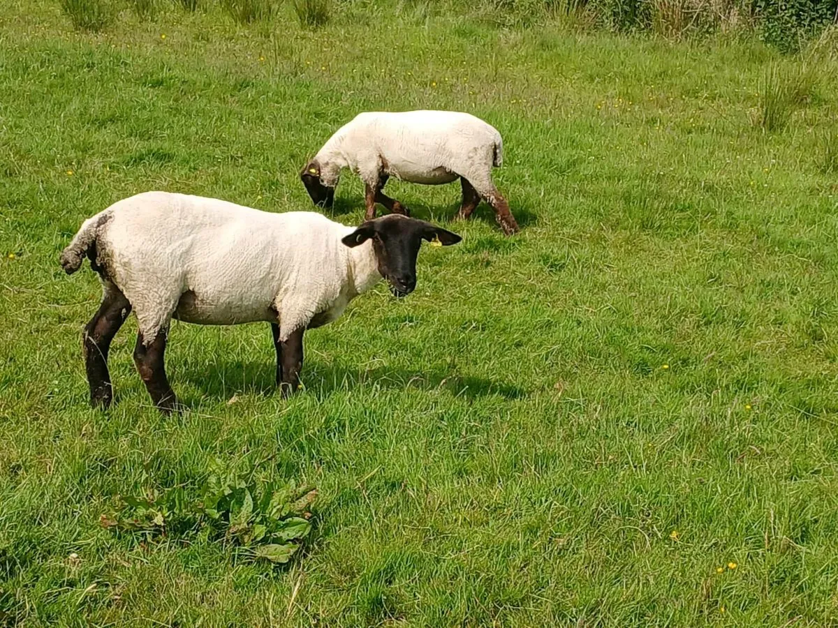 Suffolk hoggets for breeding also dorset ram - Image 4