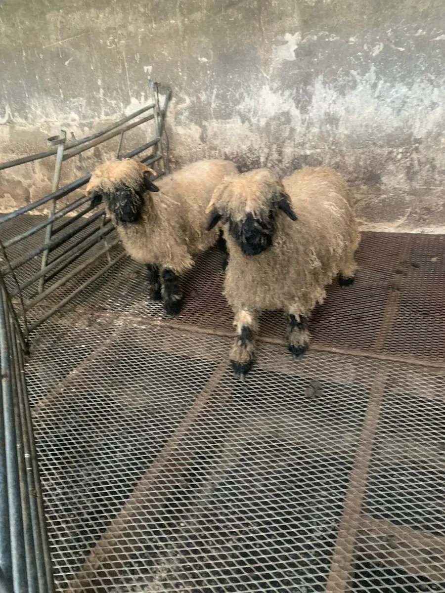 PBNR Dorset and valais blacknose ram lambs - Image 1