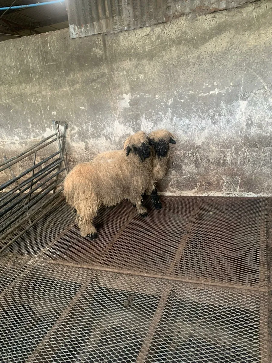 PBNR Dorset and valais blacknose ram lambs - Image 2