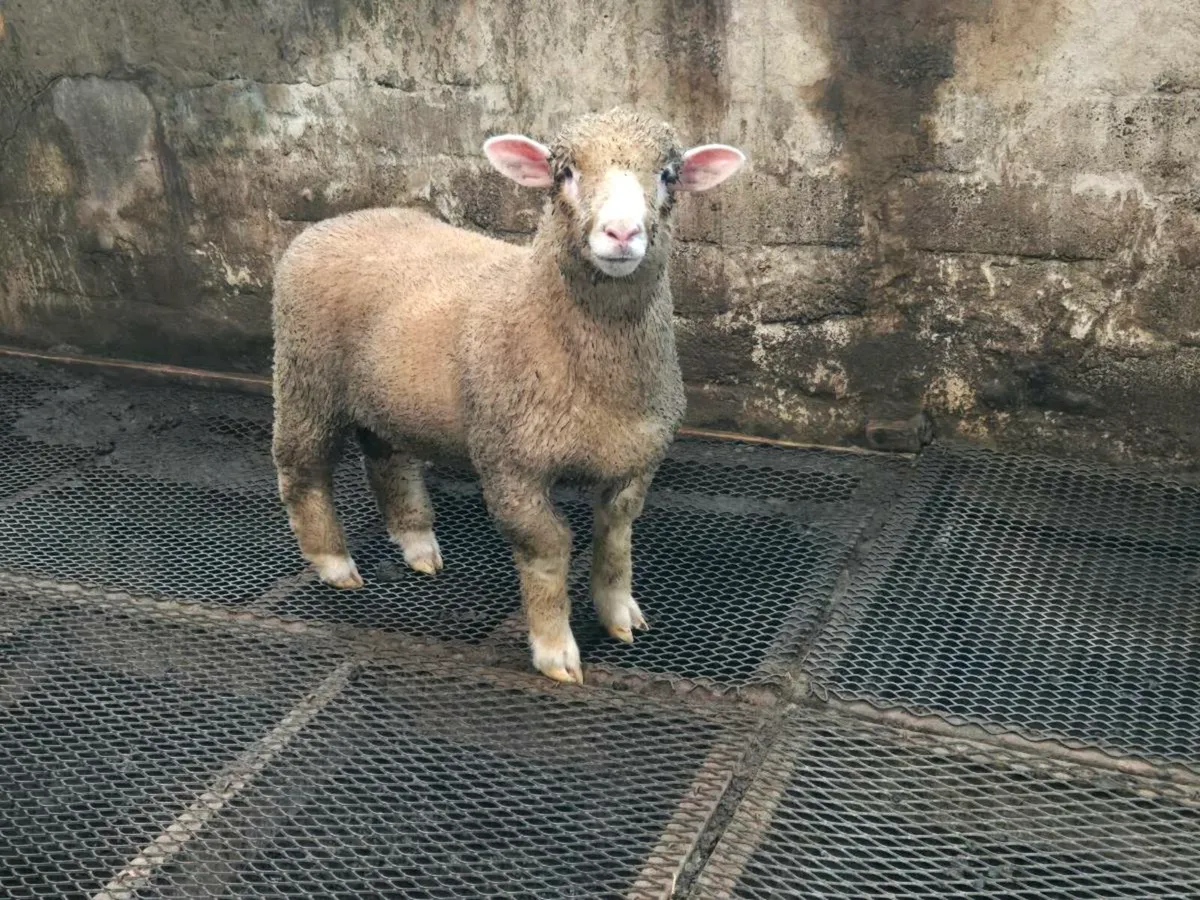 PBNR Dorset and valais blacknose ram lambs - Image 3