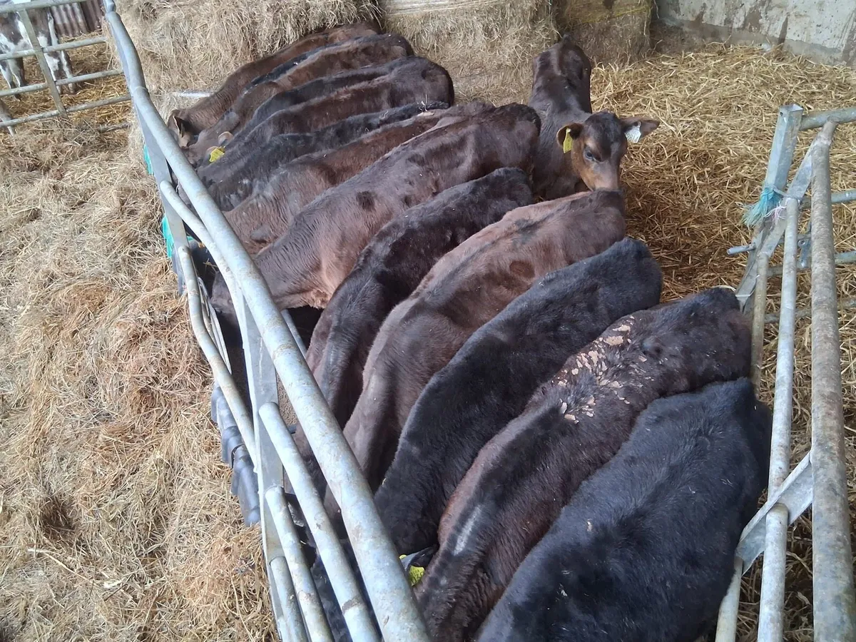 Reared A.A Heifer Calves - Image 2